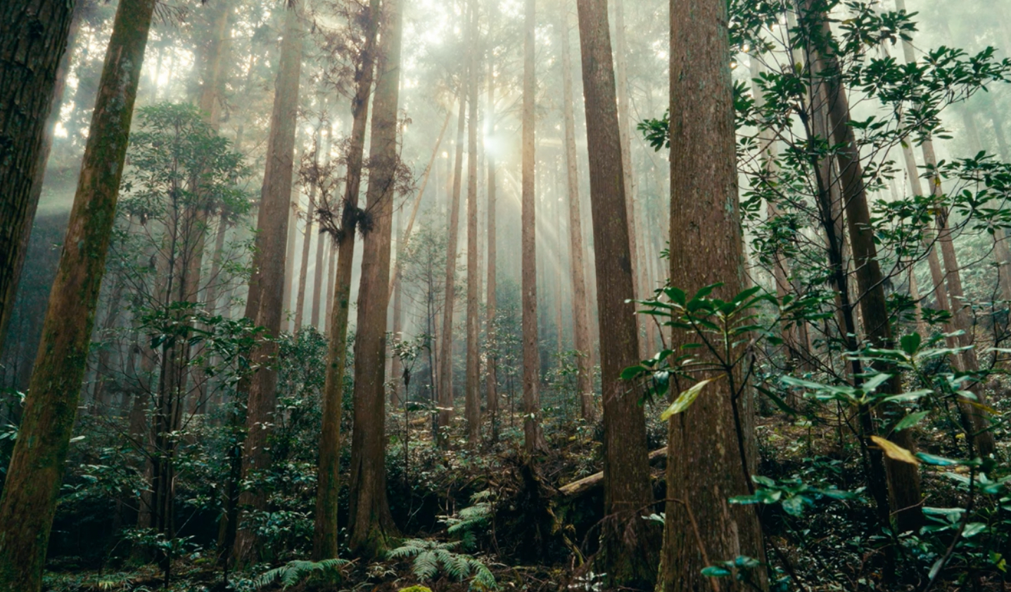 Kumano Kodo - A pilgrimage journey into the ancient heart of Japan